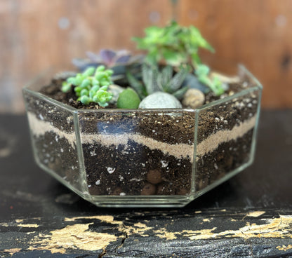 Terrarium - Hexagonal Glass w/succulents