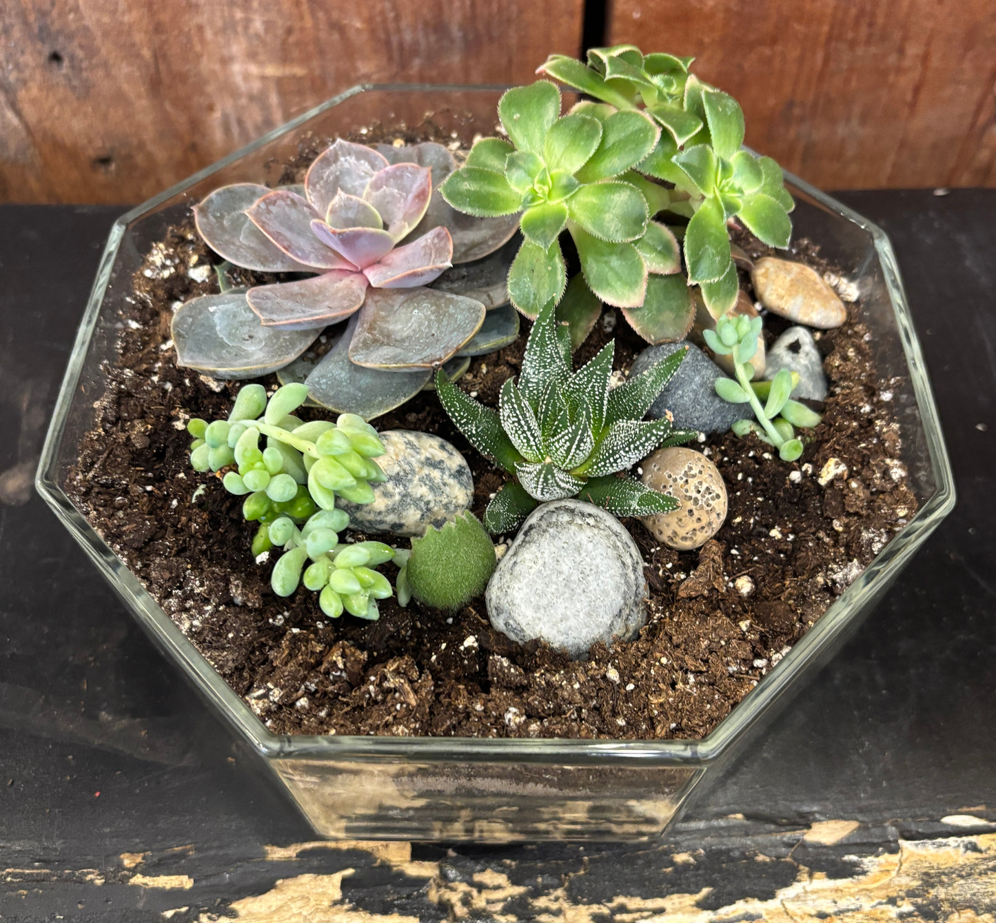 Terrarium - Hexagonal Glass w/succulents