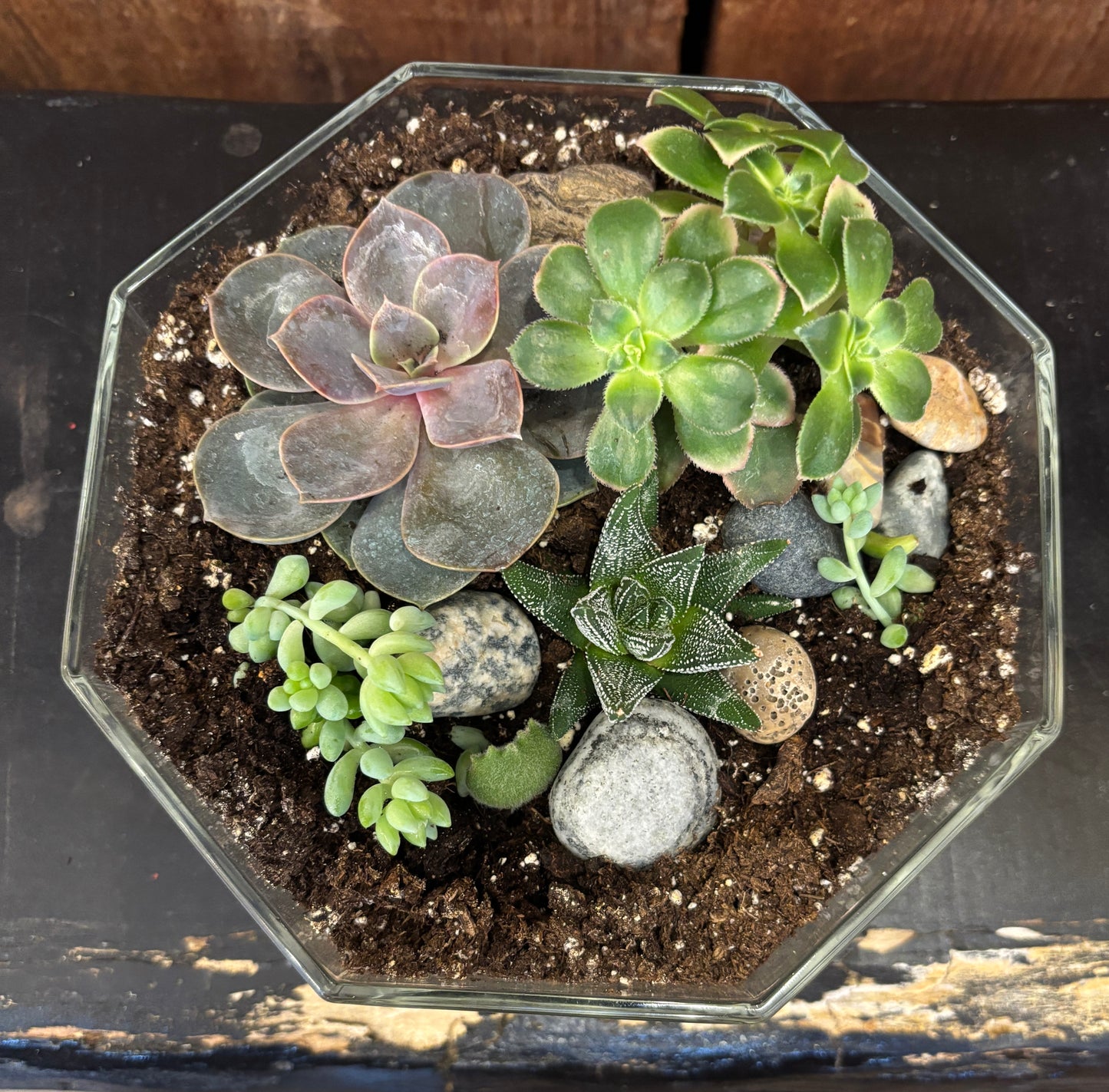 Terrarium - Hexagonal Glass w/succulents