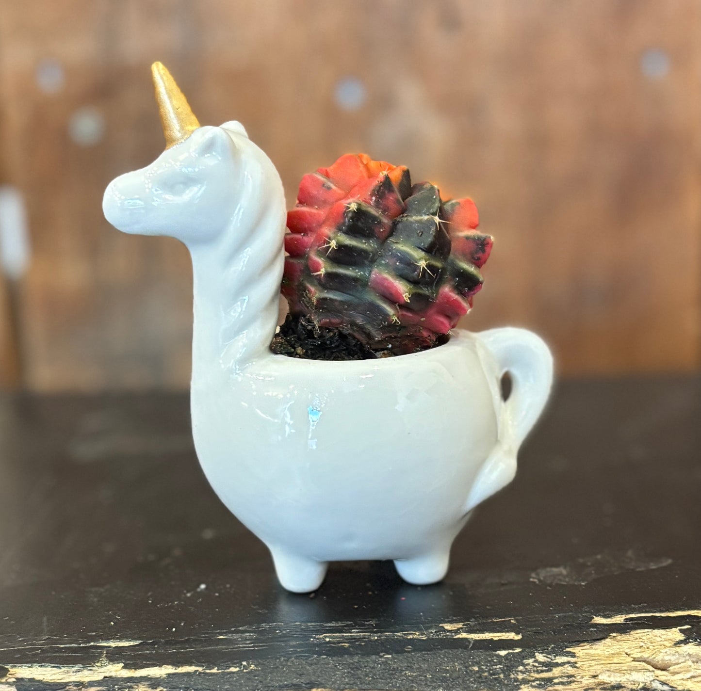 Potted Moon Cactus Unicorn planter