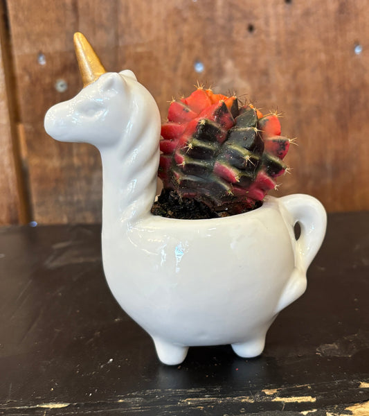 Potted Moon Cactus Unicorn planter