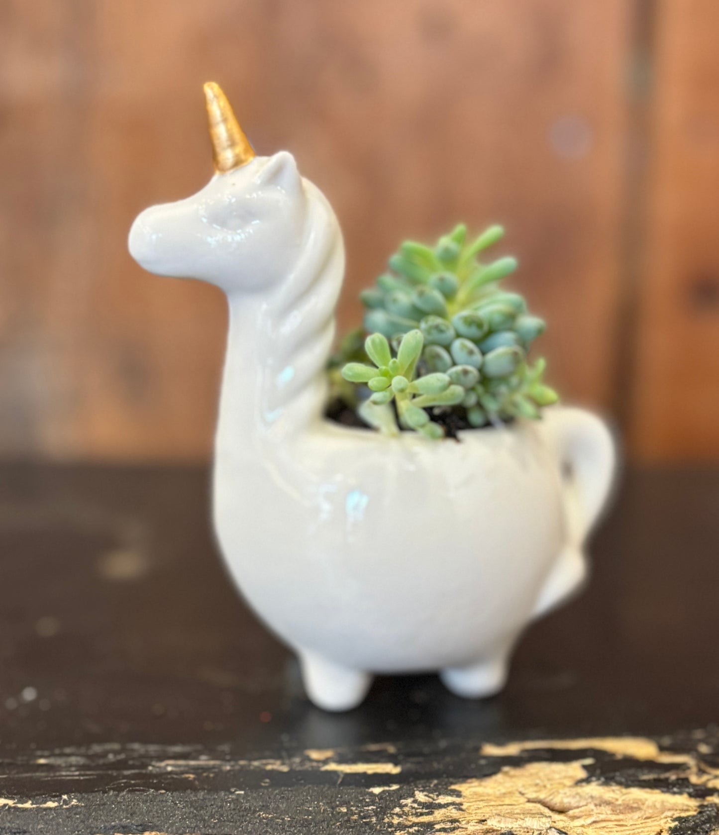 Potted Succulent in Unicorn planter