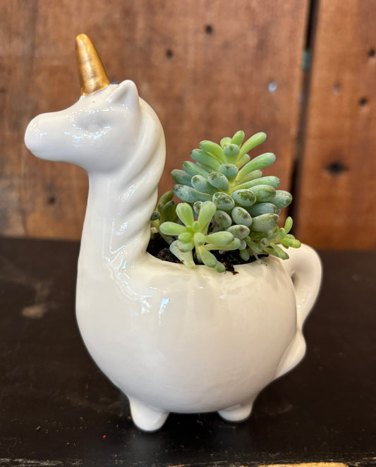 Potted Succulent in Unicorn planter