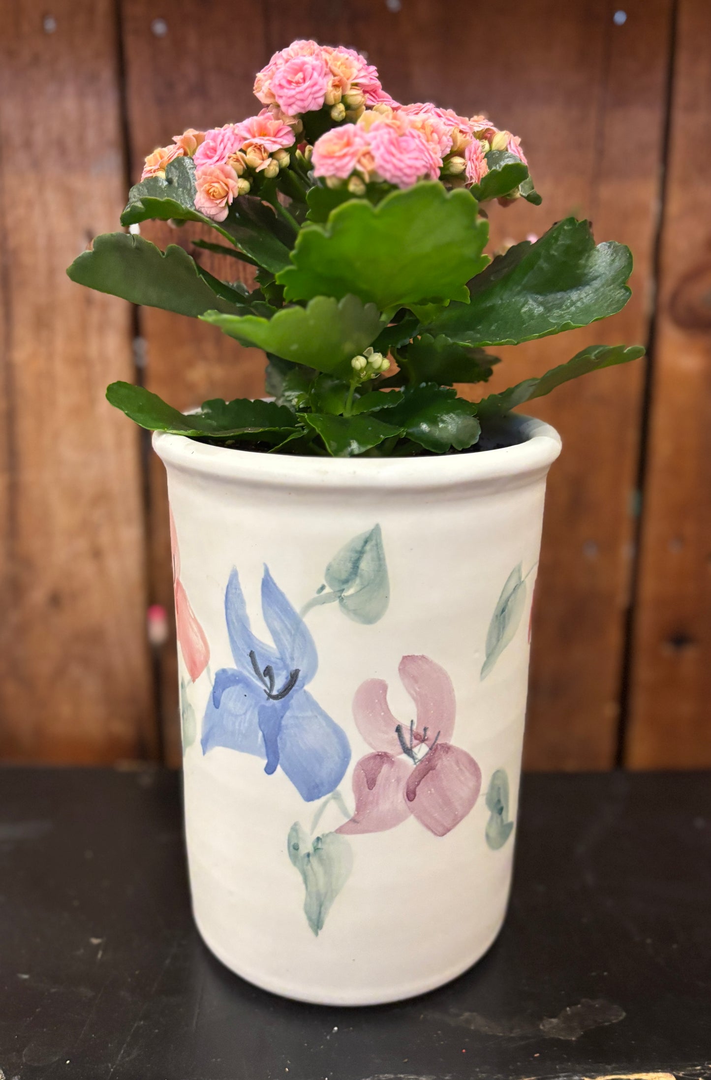 Potted Kalanchoe - Calandiva in Tall White Ceramic Pot w/flowers