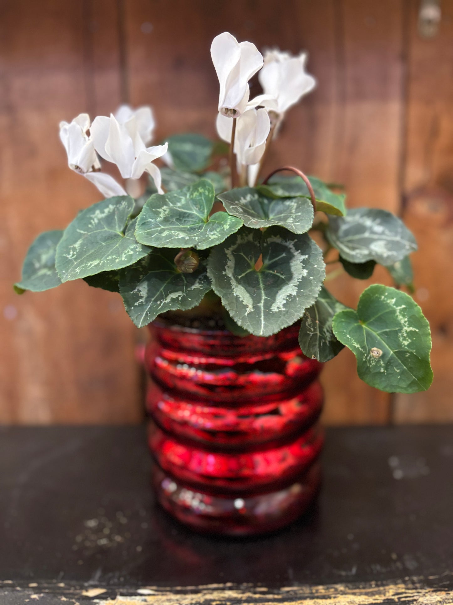 Potted Cyclamen in Red Glass Planter