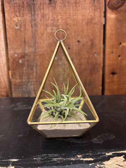 Air Plant Small in Glass Prism