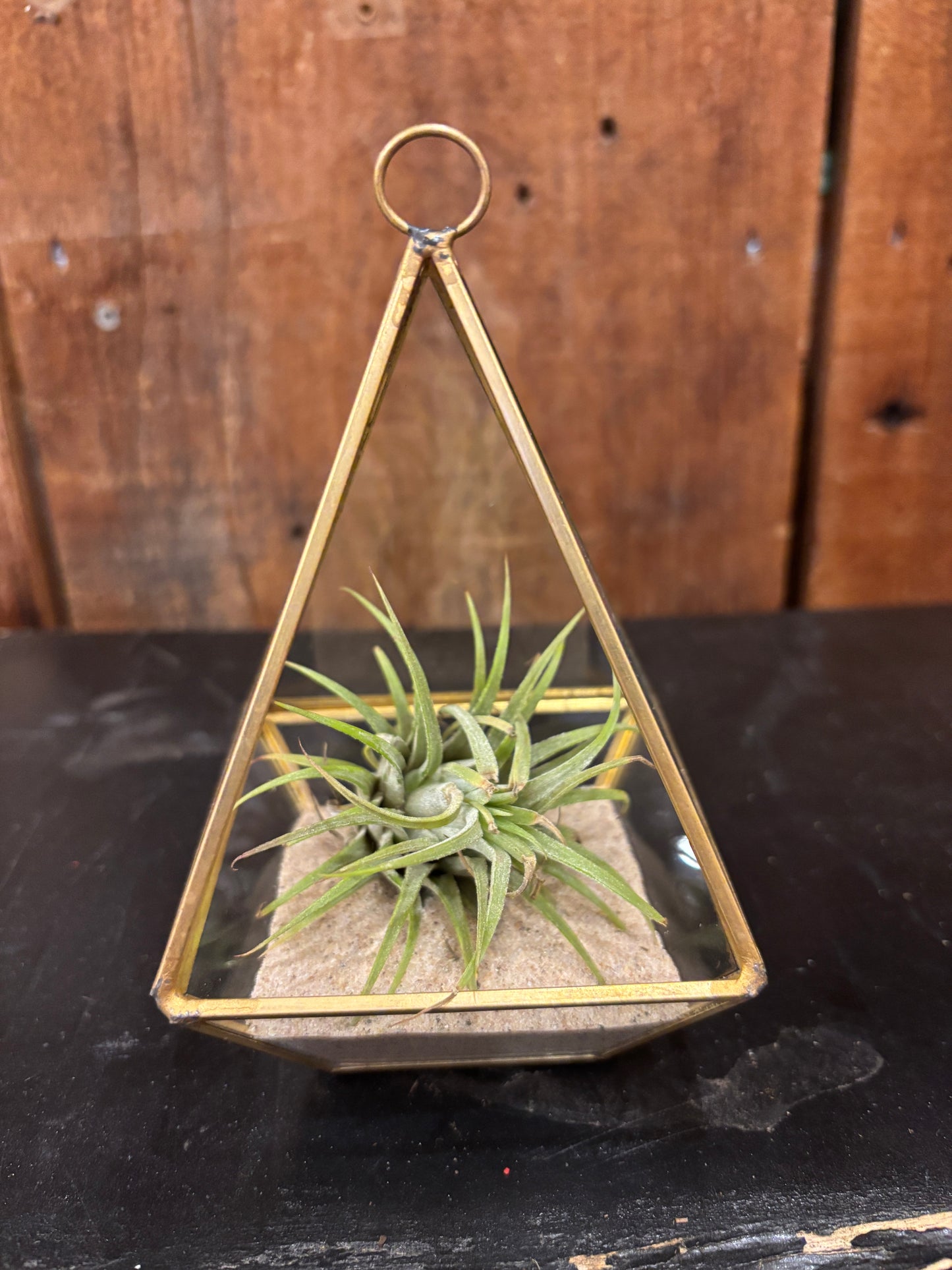 Air Plant Small in Glass Prism