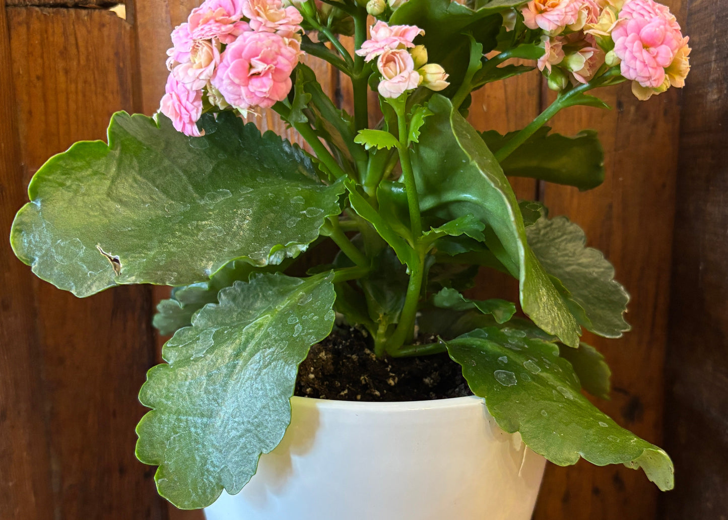 Potted Kalanchoe 5" in White Planter