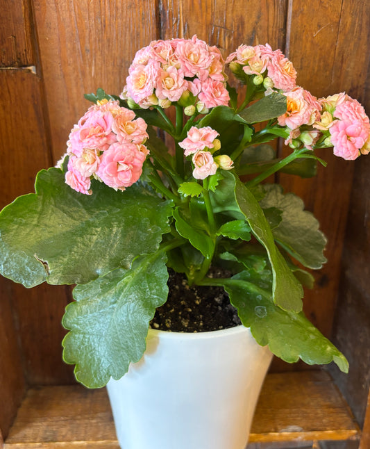 Potted Kalanchoe 5" in White Planter