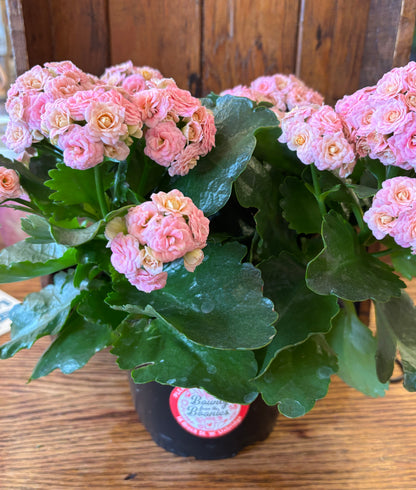 Kalanchoe