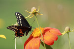 swallowtail on Tithonia, Mexican sunflower