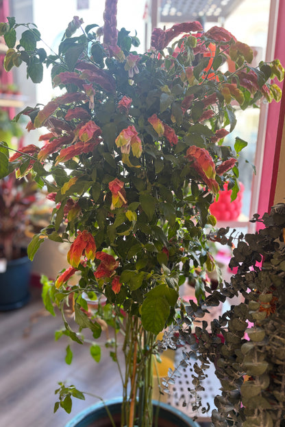 Shrimp Plant