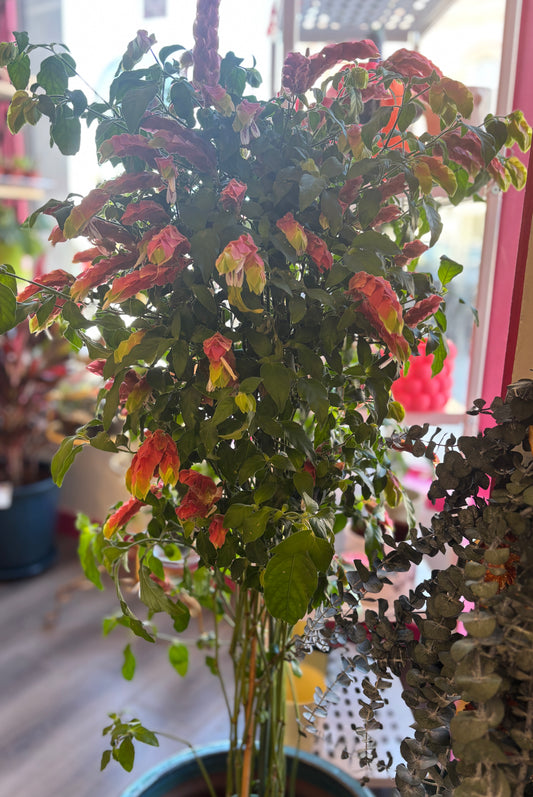 Shrimp Plant