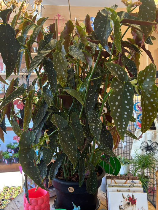 Begonia - Maculata
