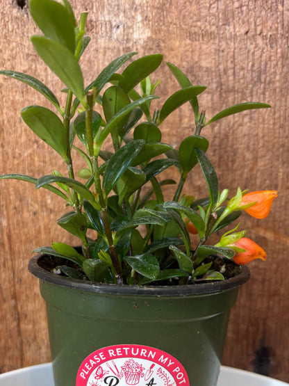 Goldfish Plant
