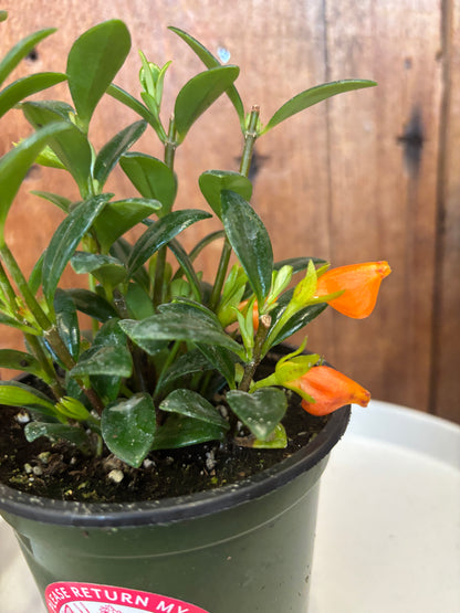 Goldfish Plant