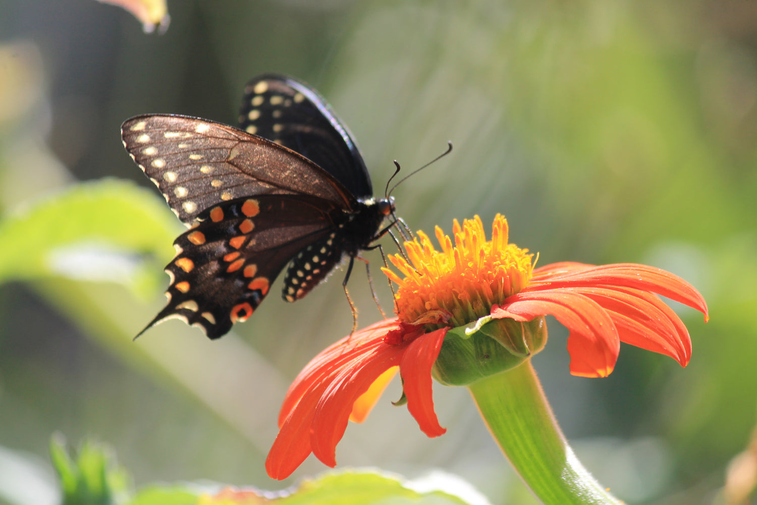 swallowtail on Tithonia, Mexican sunflower