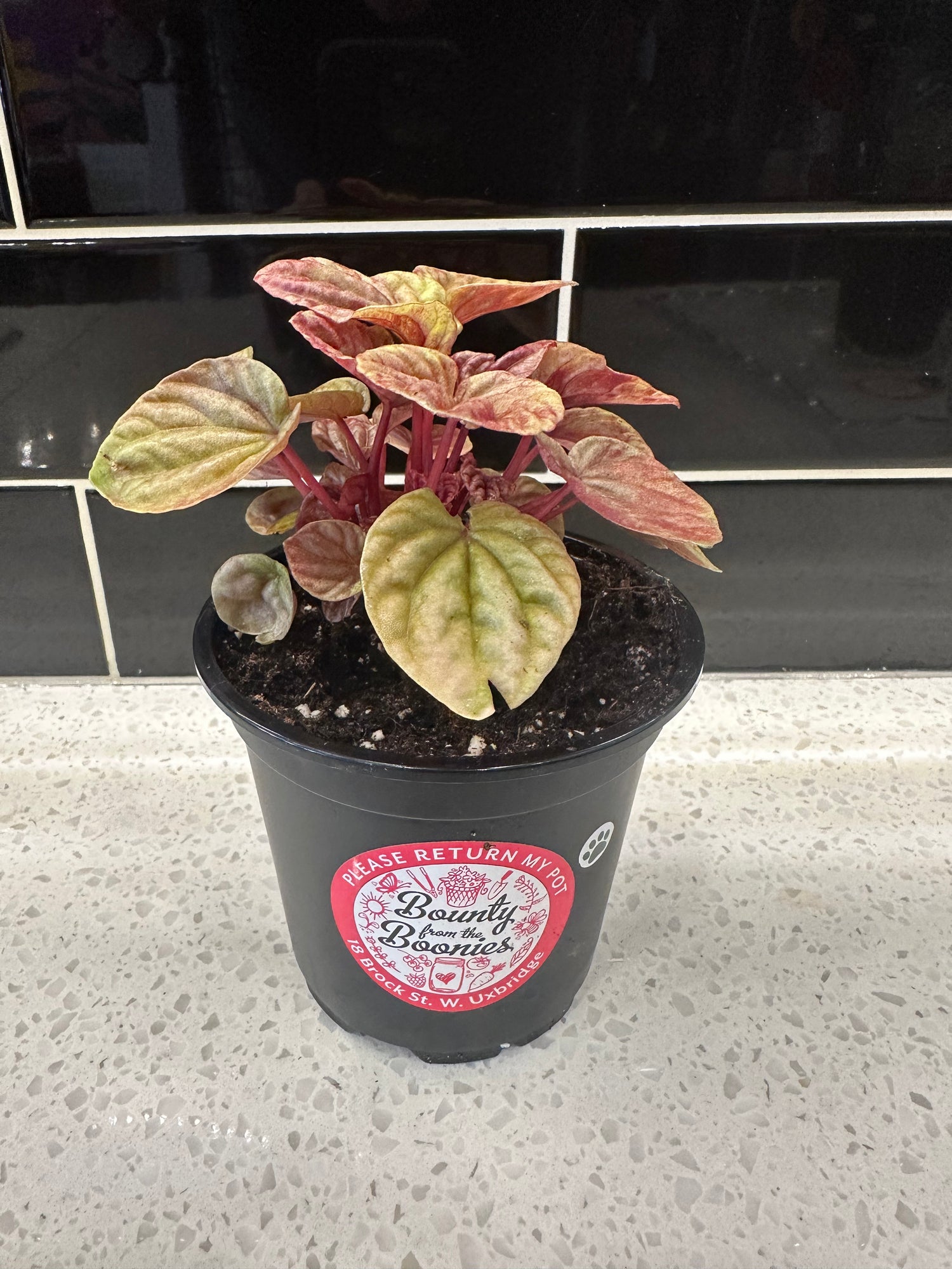 Peperomia Caperata - Quito