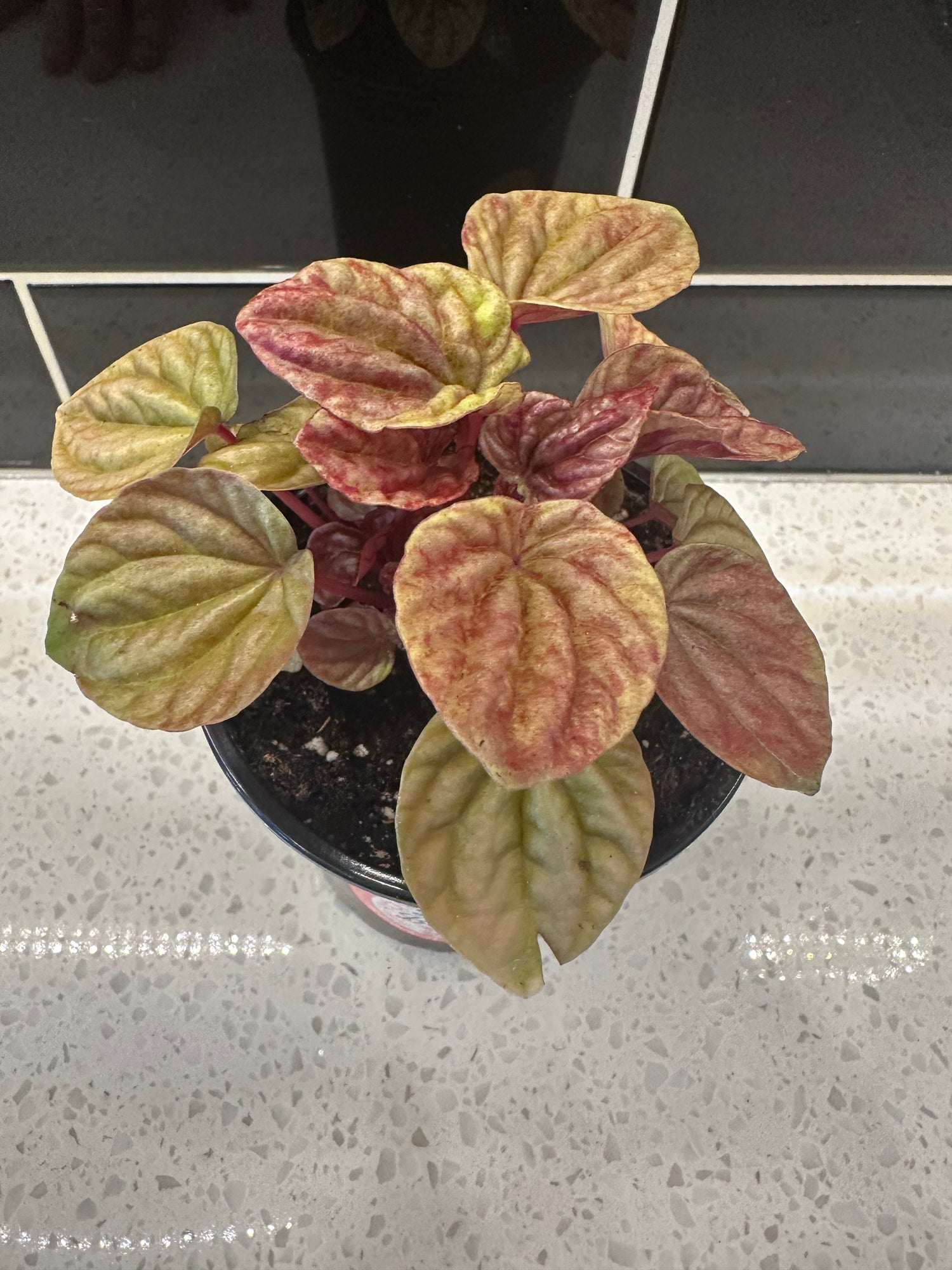 Peperomia Caperata - Quito