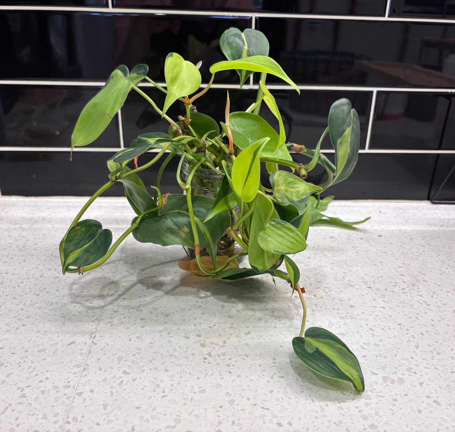 Philodendron Brazil - Clipping