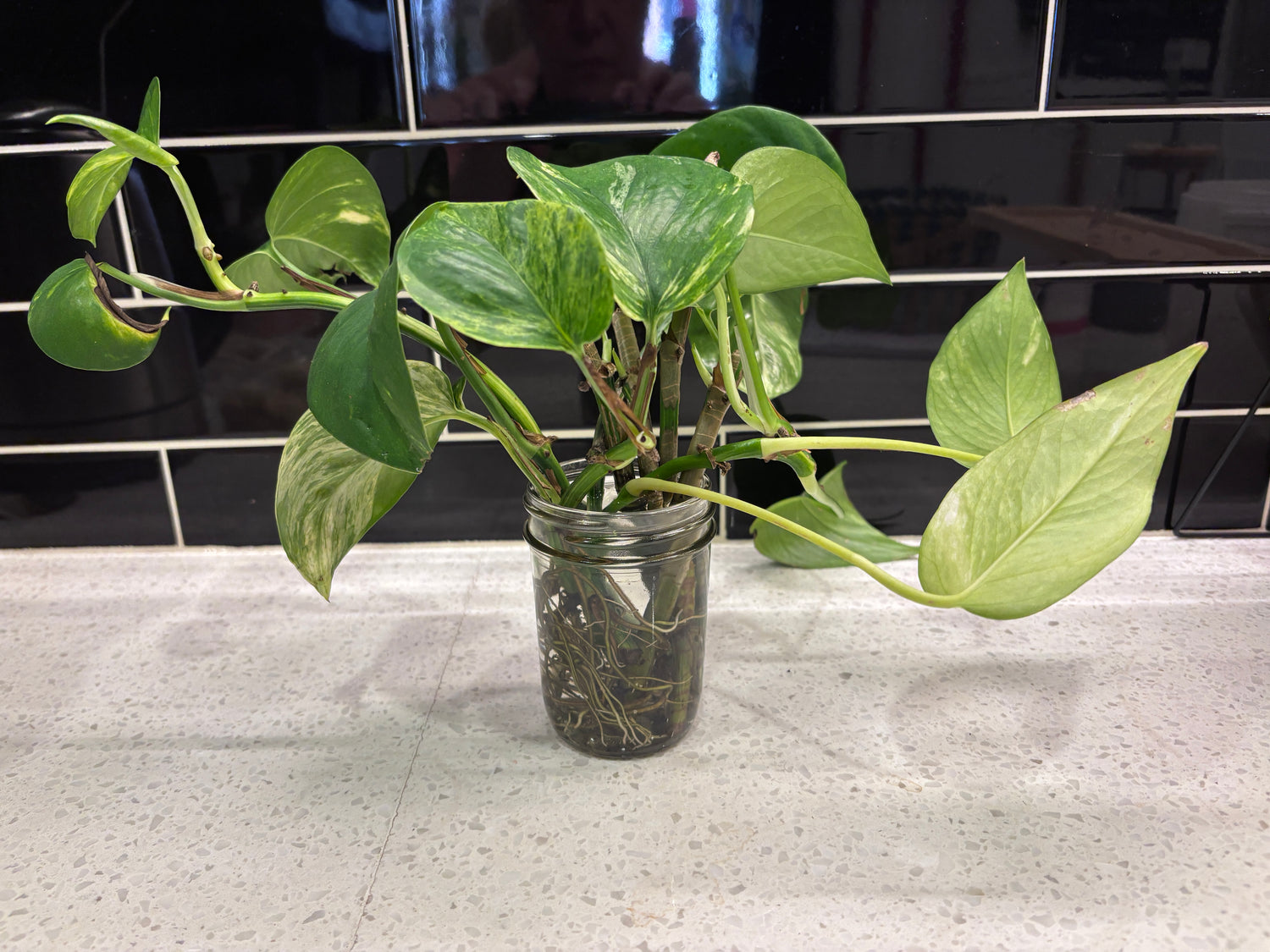 Pothos Golden - Clipping