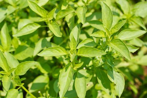 Basil, Lemon