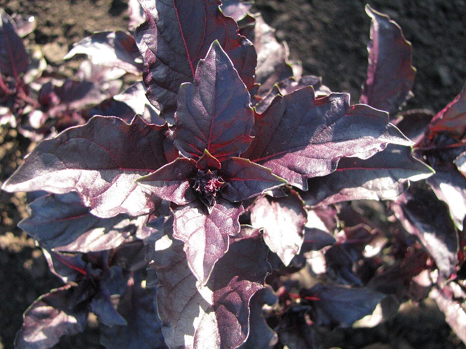 Basil, Purple Ruffle, Seedlings