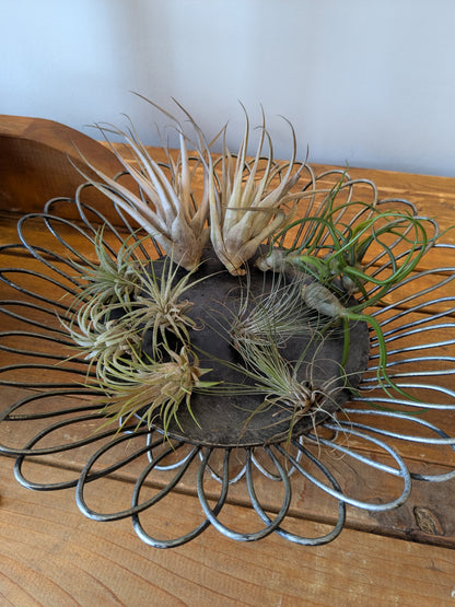 Air Plants