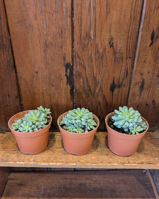 Succulents Assorted Varieties