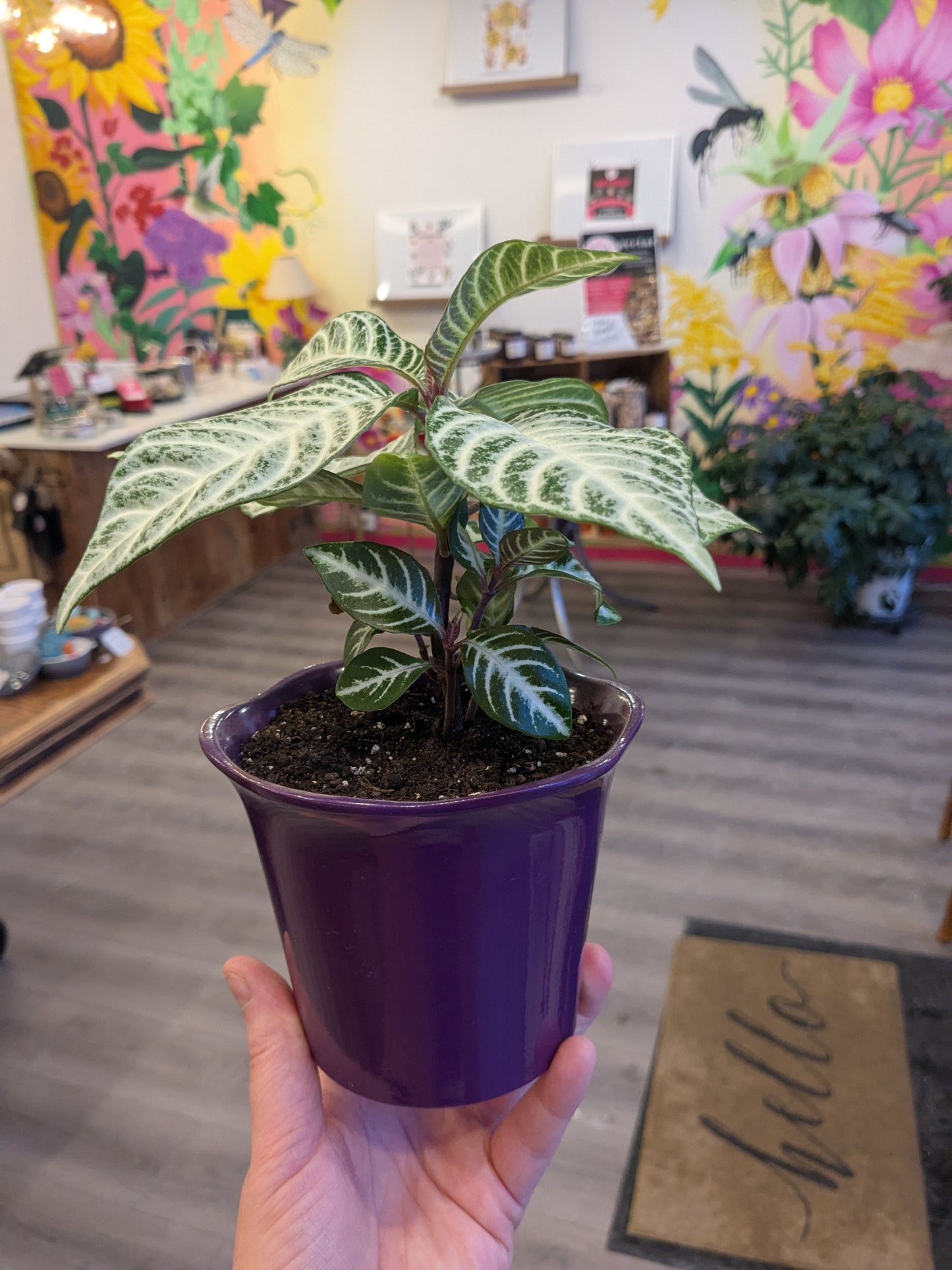 Aphelandra Snowflake Potted in Fluted Plum Planter