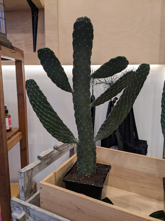 Cartoon Cactus