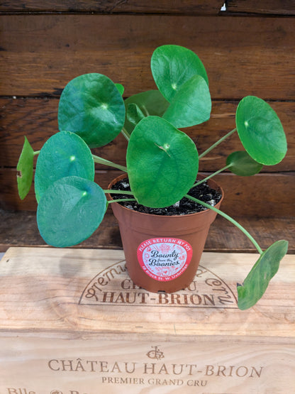 Pilea Peperomioides - Chinese Money Plant