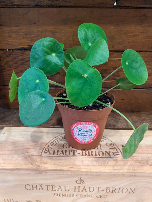 Pilea Peperomioides - Chinese Money Plant