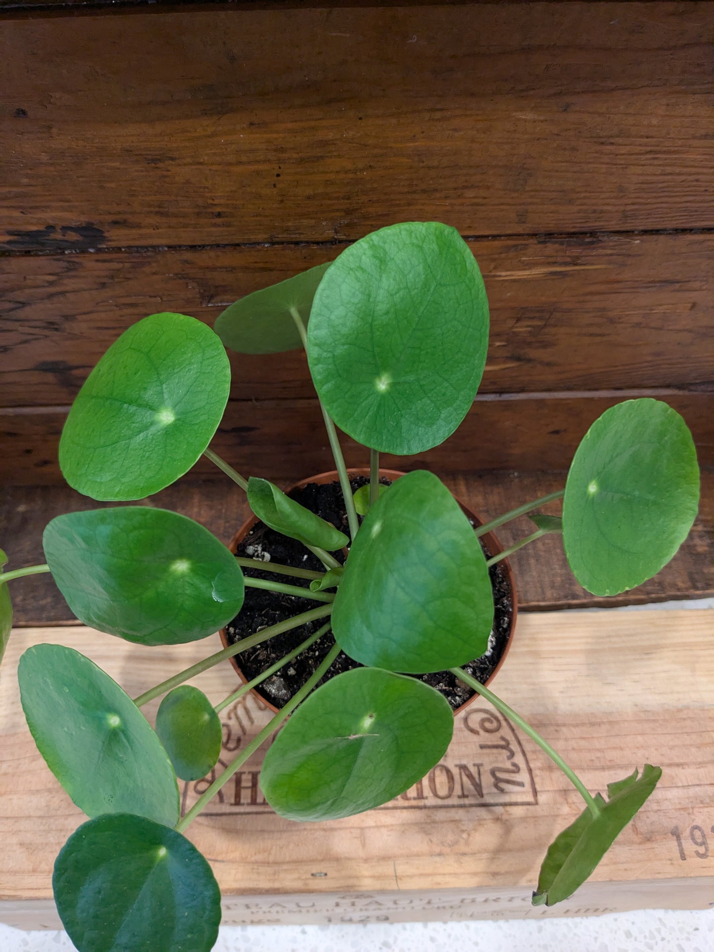 Pilea Peperomioides - Chinese Money Plant