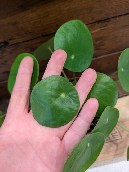 Pilea Peperomioides - Chinese Money Plant