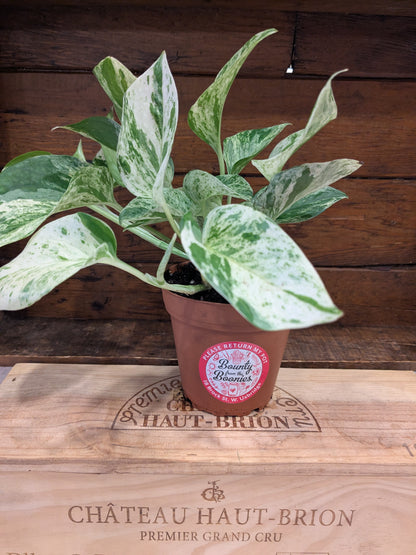 Pothos - Marble Queen