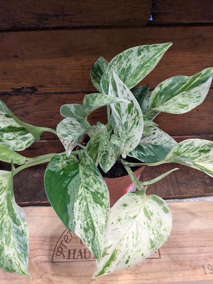 Marble Queen Pothos