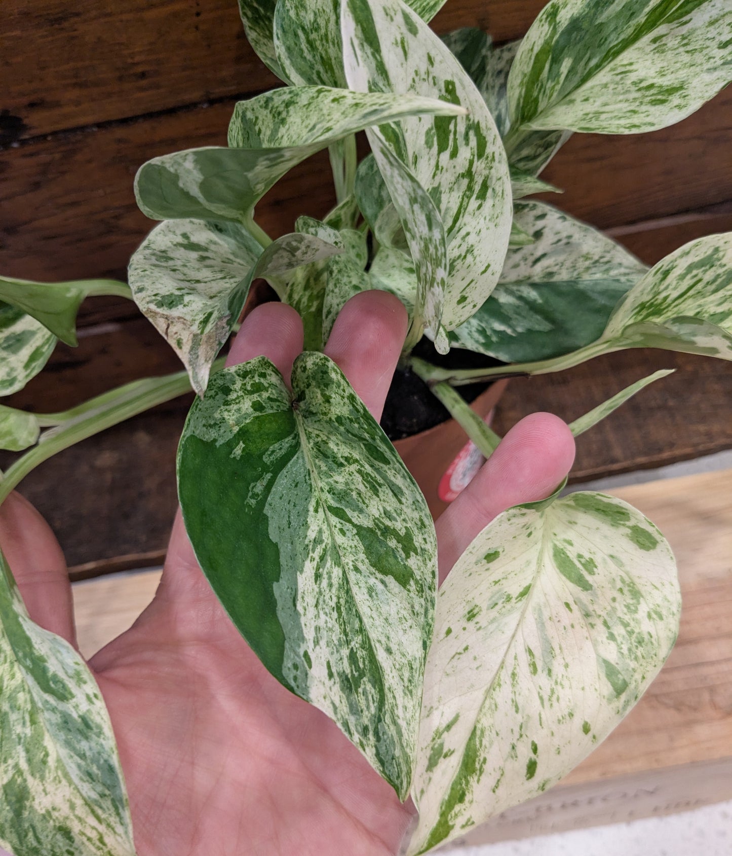 Pothos - Marble Queen