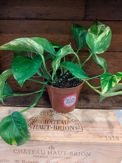 Pothos - Golden