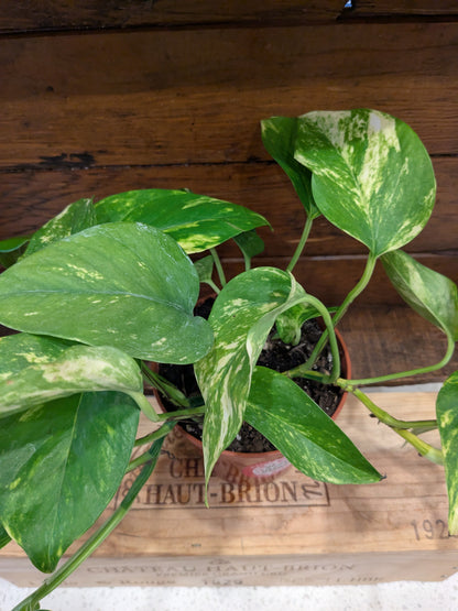 Pothos - Golden