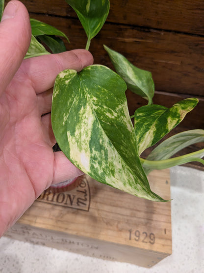 Pothos - Golden