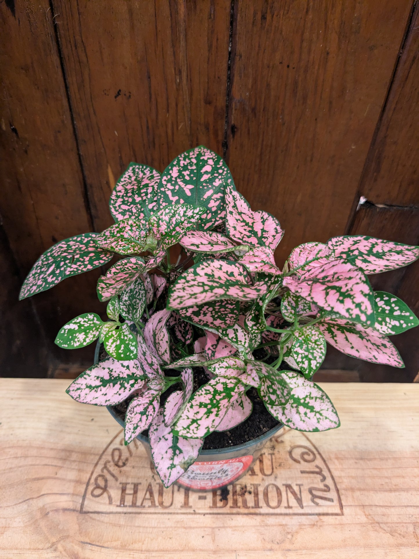 Polka Dot Plant