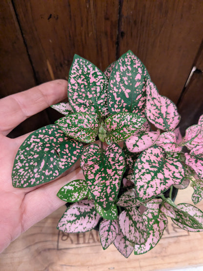 Polka Dot Plant