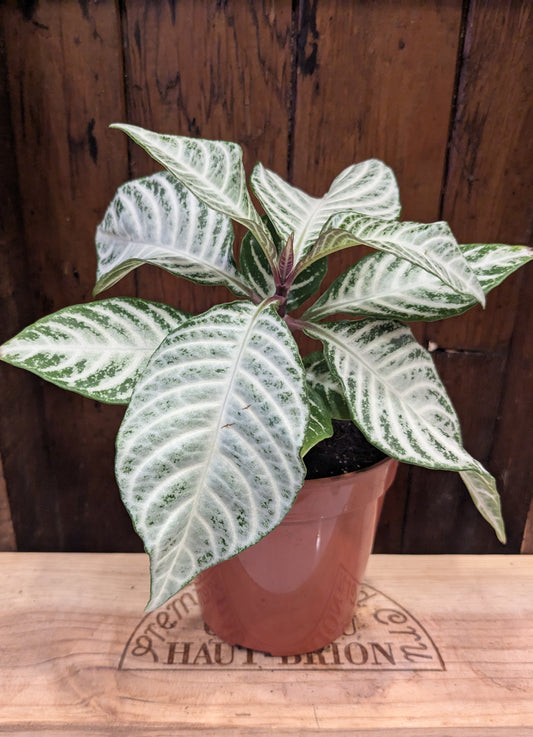 Aphelandra Snowflake