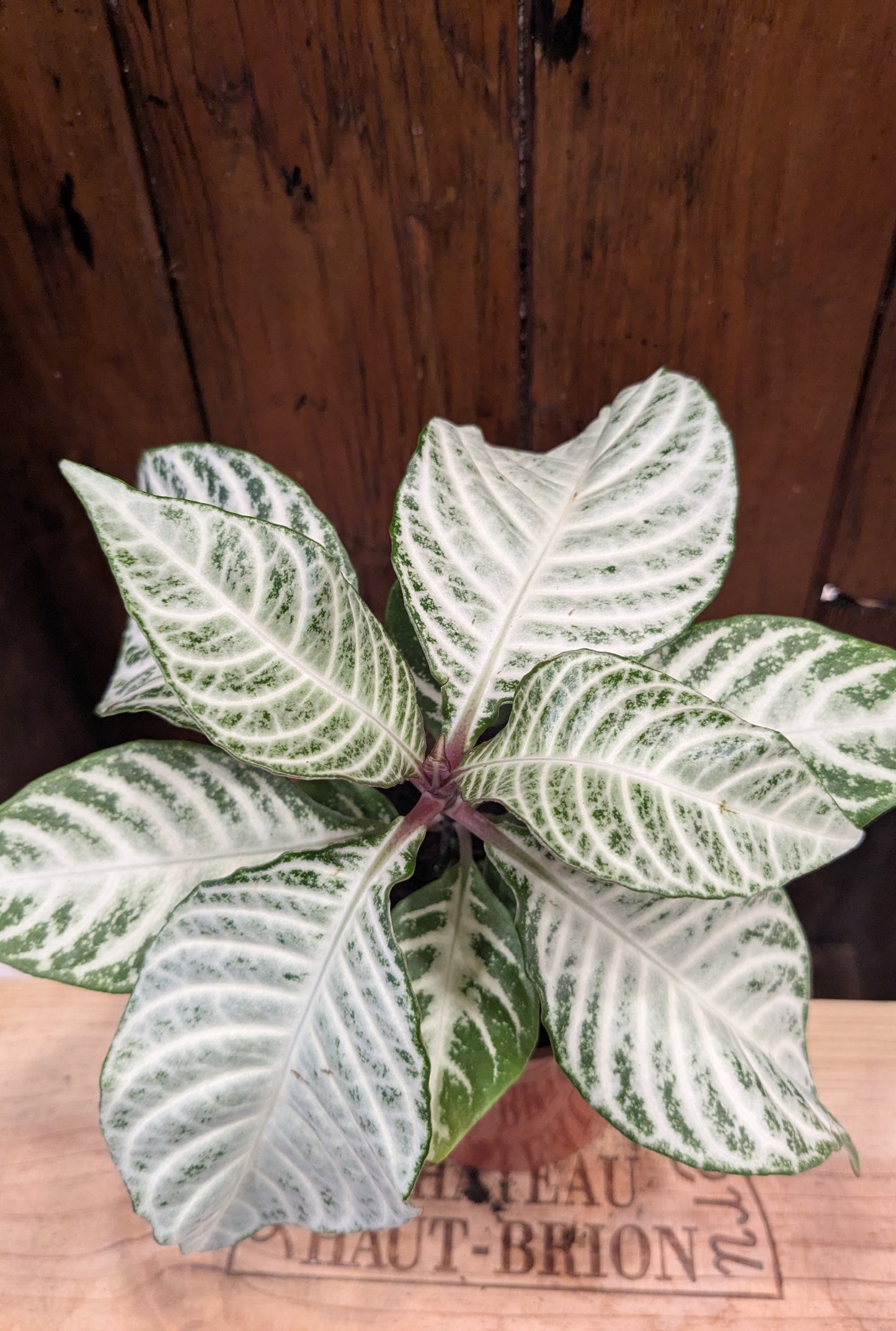 Aphelandra Snowflake