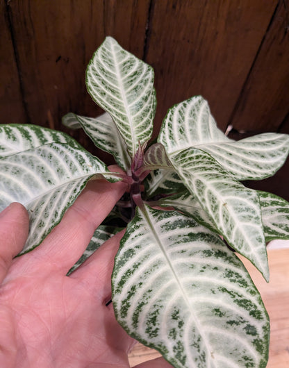 Aphelandra Snowflake