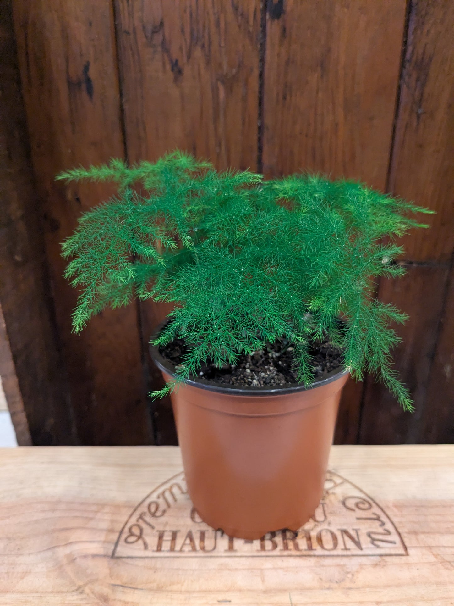 Asparagus Plumosa Fern