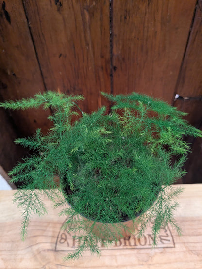 Asparagus Plumosa Fern