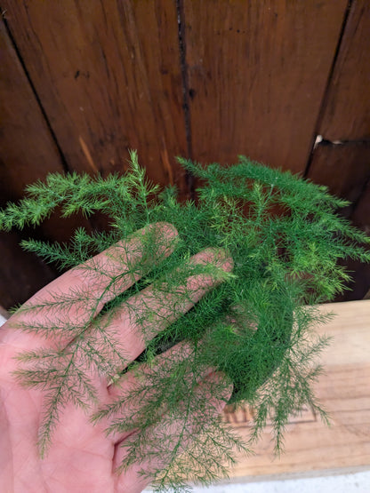 Asparagus Plumosa Fern