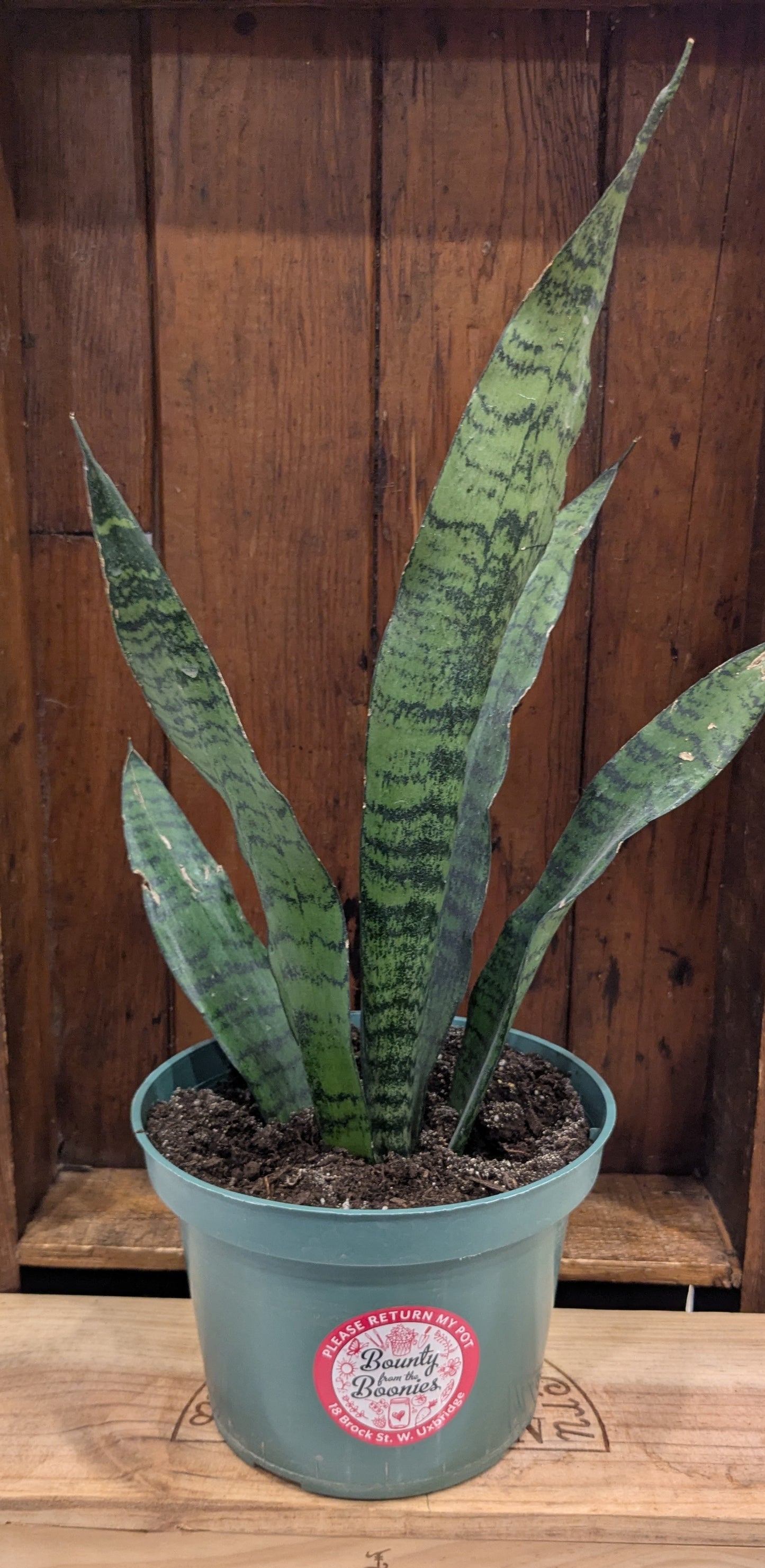 Snake Plant